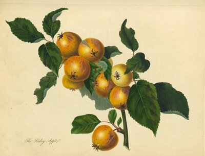 Foxley Apple