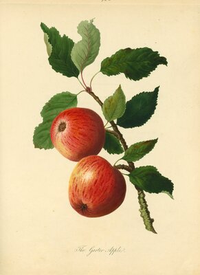 Garter Apple