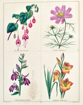 Fuschia macrostema / Cosmea bipinnata / Lobelia fulgens-caerulea / Gladiolus natalensis