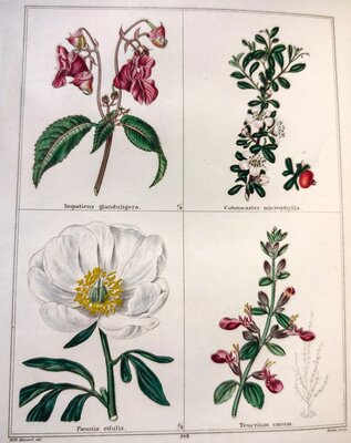 Impatiens glanduligera / Cotoneaster microphylla / Paeonia edulis / Teucrium canum