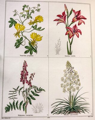 Tropaeolum peregrinum / Gladiolus colvillii / Hedysarum caucasicum / Helonias asphodeoides