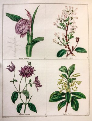 Roscoe purpura / Clematis viticella / Amelanchier vulgaris / Daphne pontica