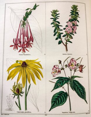 Fuschia corymbiflora / Kalima hirsuta / Centrocarpha gramdiflora / Impatiens longicornu