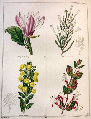 Magnolia soulangiana / Fabiana imbricata / Acacia armata / Lonicera chrimensis