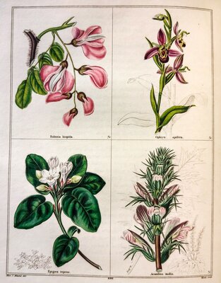 Robinia hispida / Epigaea repens / Ophrys apifera / Acanthus mollis