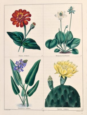 Zinnia elegans / Pontederia caerulea / Parnassia caroliniana / Opuntia vulgaris