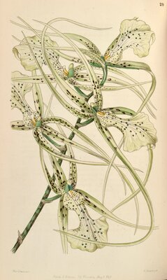 Brassia brachiata