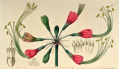 Callipsyche eucrosioides