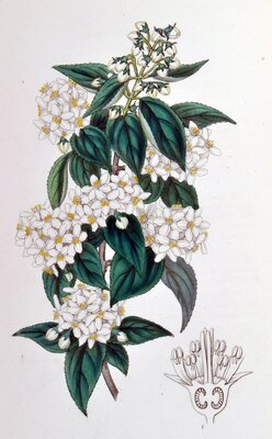Deutzia staminea
