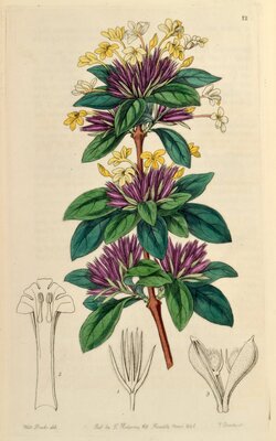 Lankesteria parviflora