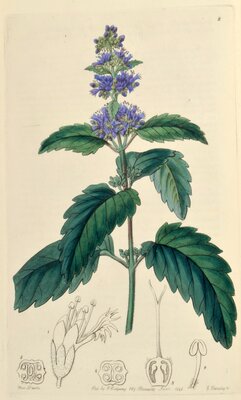 Mastacanthus sinenis