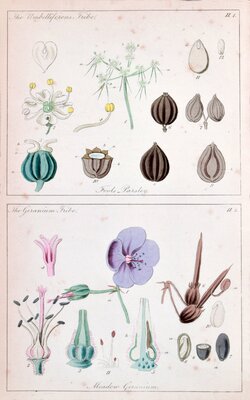 Fool's Parsley / Meadow Geranium