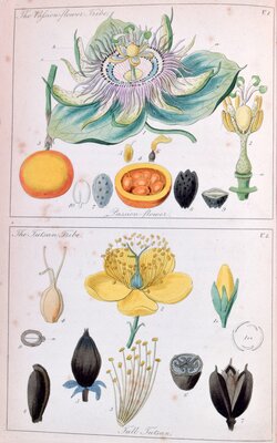 Passion Flower / Tall Tutsam