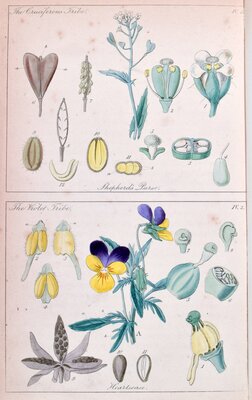 Shepherd's Parsley / Heartsease