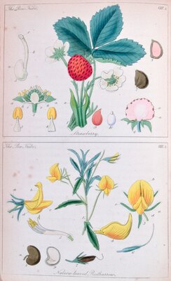 Strawberry / Narrow-leaved Rustharrow