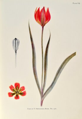 Form of T. orphanidea boiss No 1561