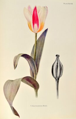 T kaufmanniana regel