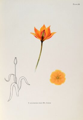 T sylvestris from Mt Athos