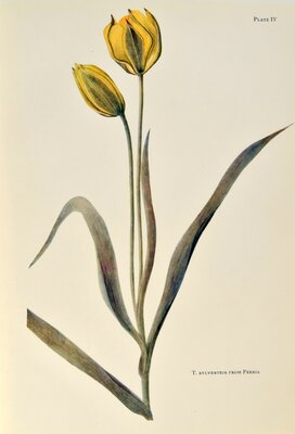 T sylvestris from Persia