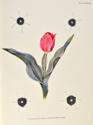 T undulatifolia boiss from Lake Beyscher