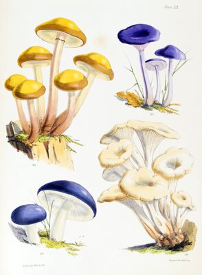 Agaricus laccatus, var. amethystinus / Agaricus mutabilis / Russula hetrophylla / Lentinus cochleatus