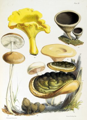 Catharellus cibarius / Hirneola auricula-judae / Agaricus geotrupus / Polyporus ulmarius / Agaricus radicatus / Lycoperdon pyriforme