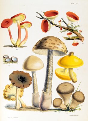 Peziza coccinea / Peziza hispida / Boletus elegans / Polyporus perennis, var. / Agaricus ceciliae / Lycoperdon caelatum, var.
