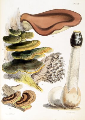 Polyporus hispidus / Poluporus versicolor / Polyporus frondosus / Polyporus radiatus / Phallus impudicus