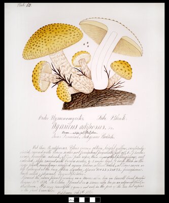 Agaricus adiposus Fr.