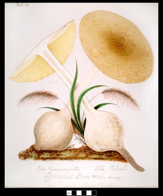 Agaricus brownei Banning