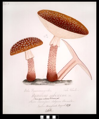 Agaricus rubescens Pers